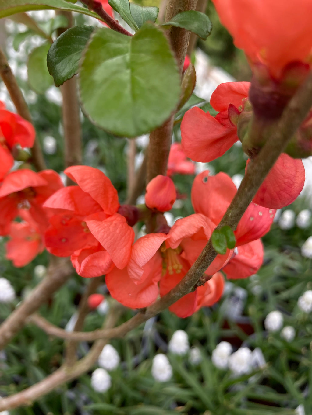 Flowering Quince or Chaenomeles x superba 'Salmon Horizon' Plants (30 cm height) Free UK Post