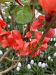 Flowering Quince or Chaenomeles x superba 'Salmon Horizon' Plants (30 cm height) Free UK Post