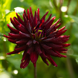 Dahlia 'Chat Noir' semi-cactus flowered - 2, 3 or 5 tubers - Free delivery within the UK