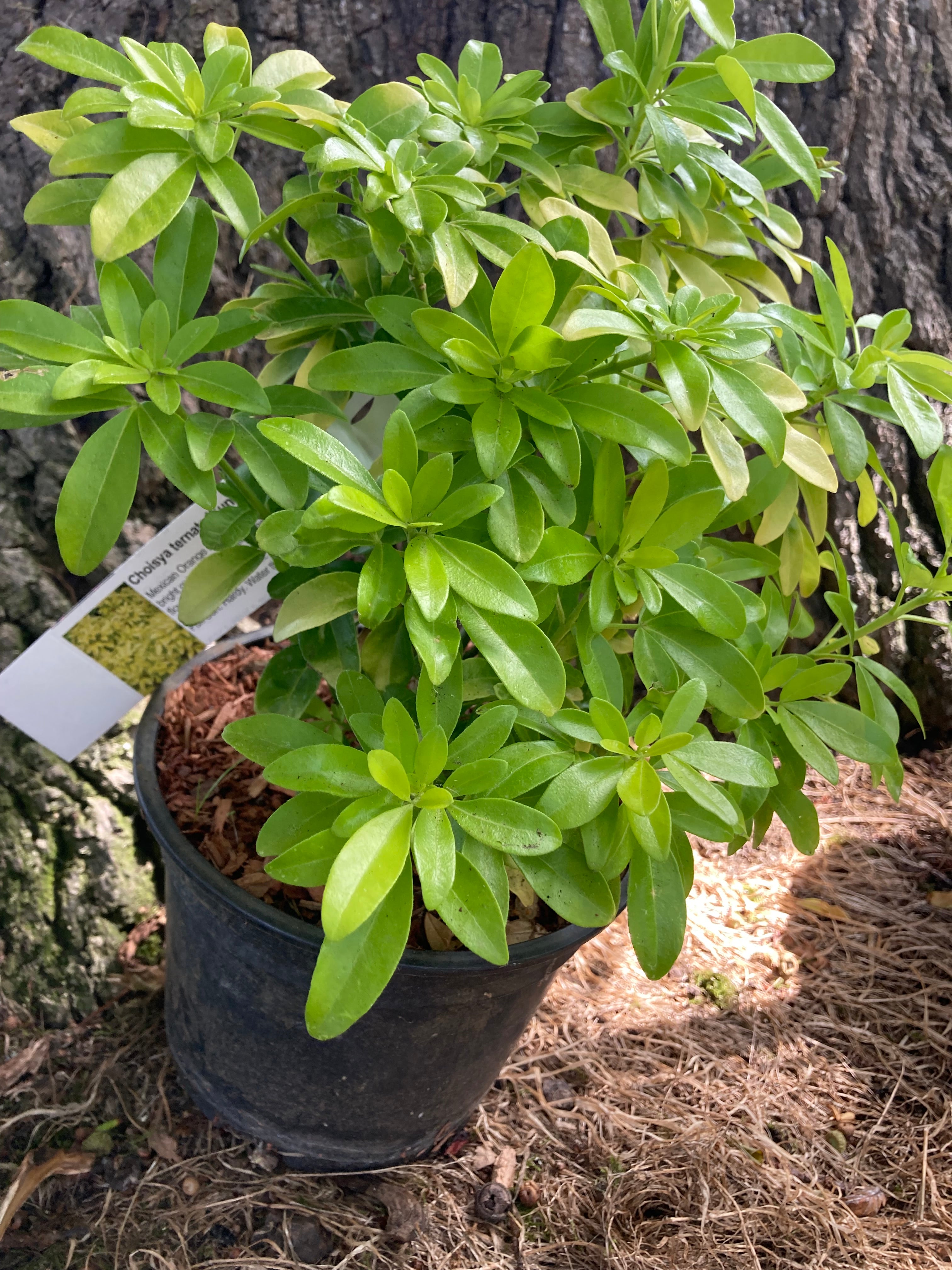 Choisya ternata 'Sundance' Shrub in a 15 cm Pot (Free UK Post)