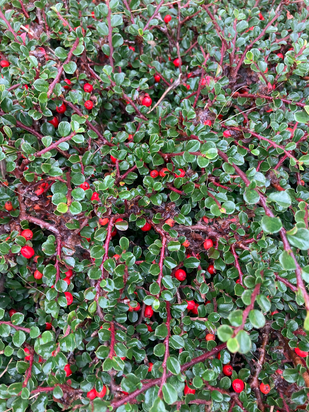 Cotoneaster horizontalis Plants (9 cm Pots) Free UK Delivery