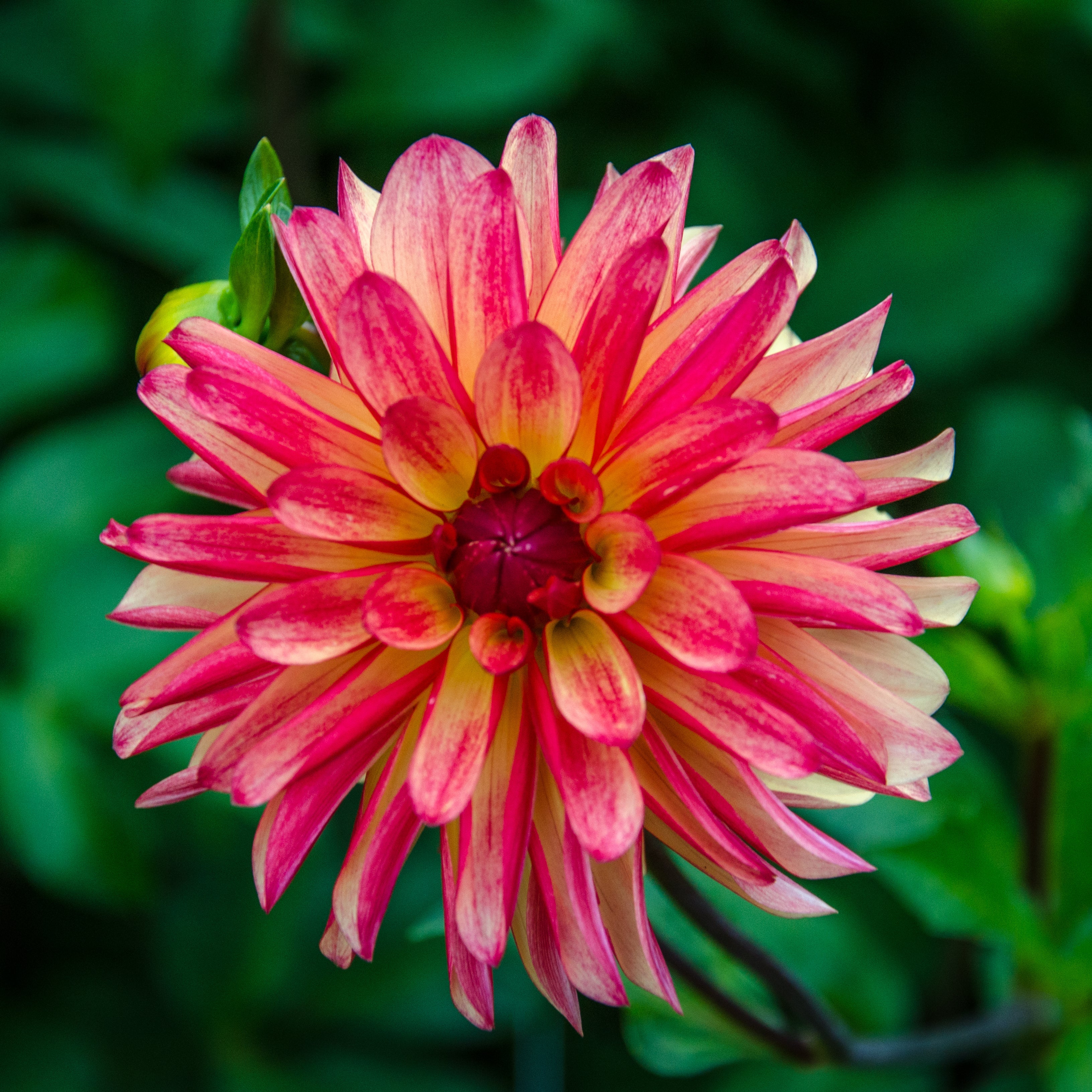 Dahlia 'Crazy Legs' decorative small flowered - 2, 3 or 5 tubers - Free delivery within the UK
