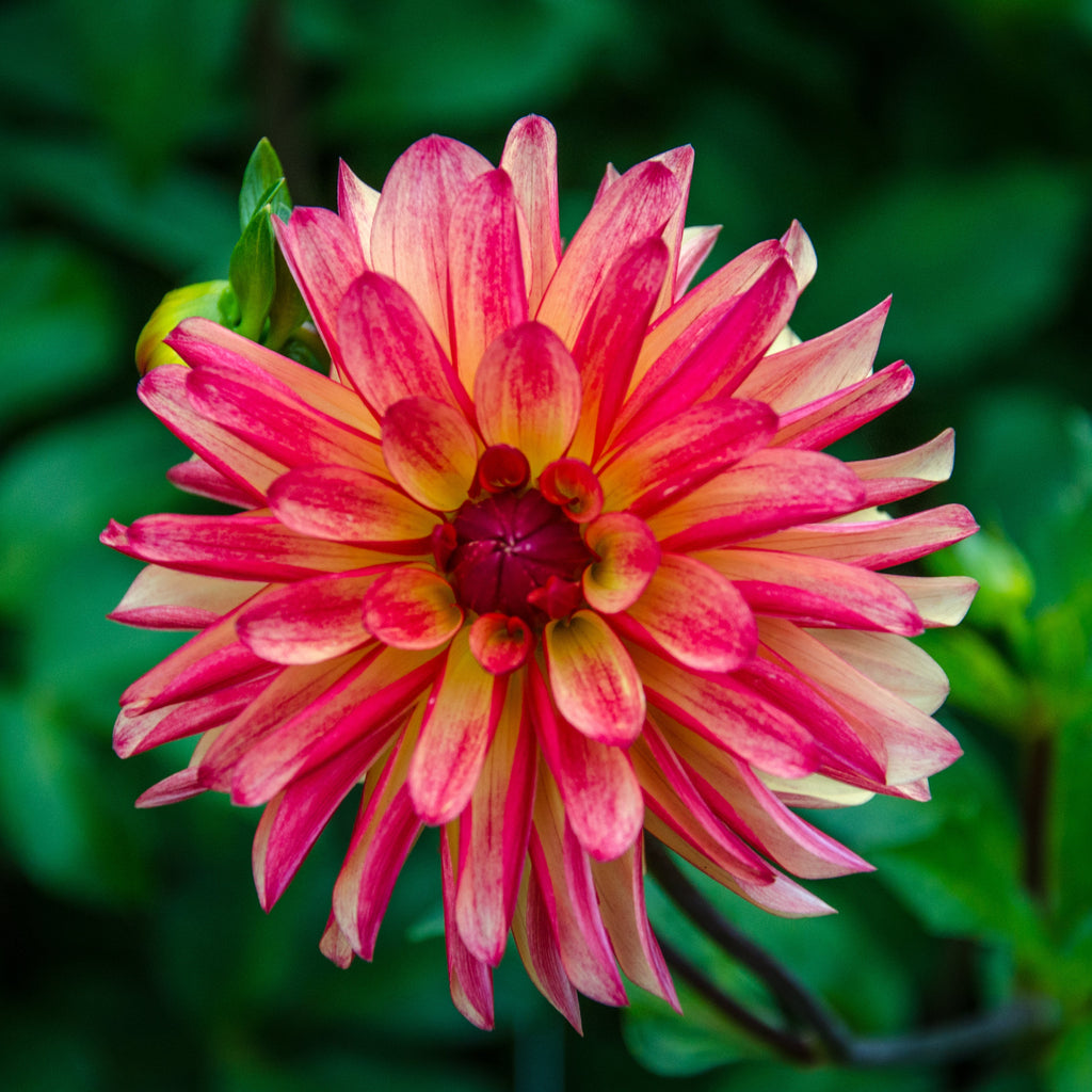 Dahlia 'Crazy Legs' decorative small flowered - 2, 3 or 5 tubers - Free delivery within the UK