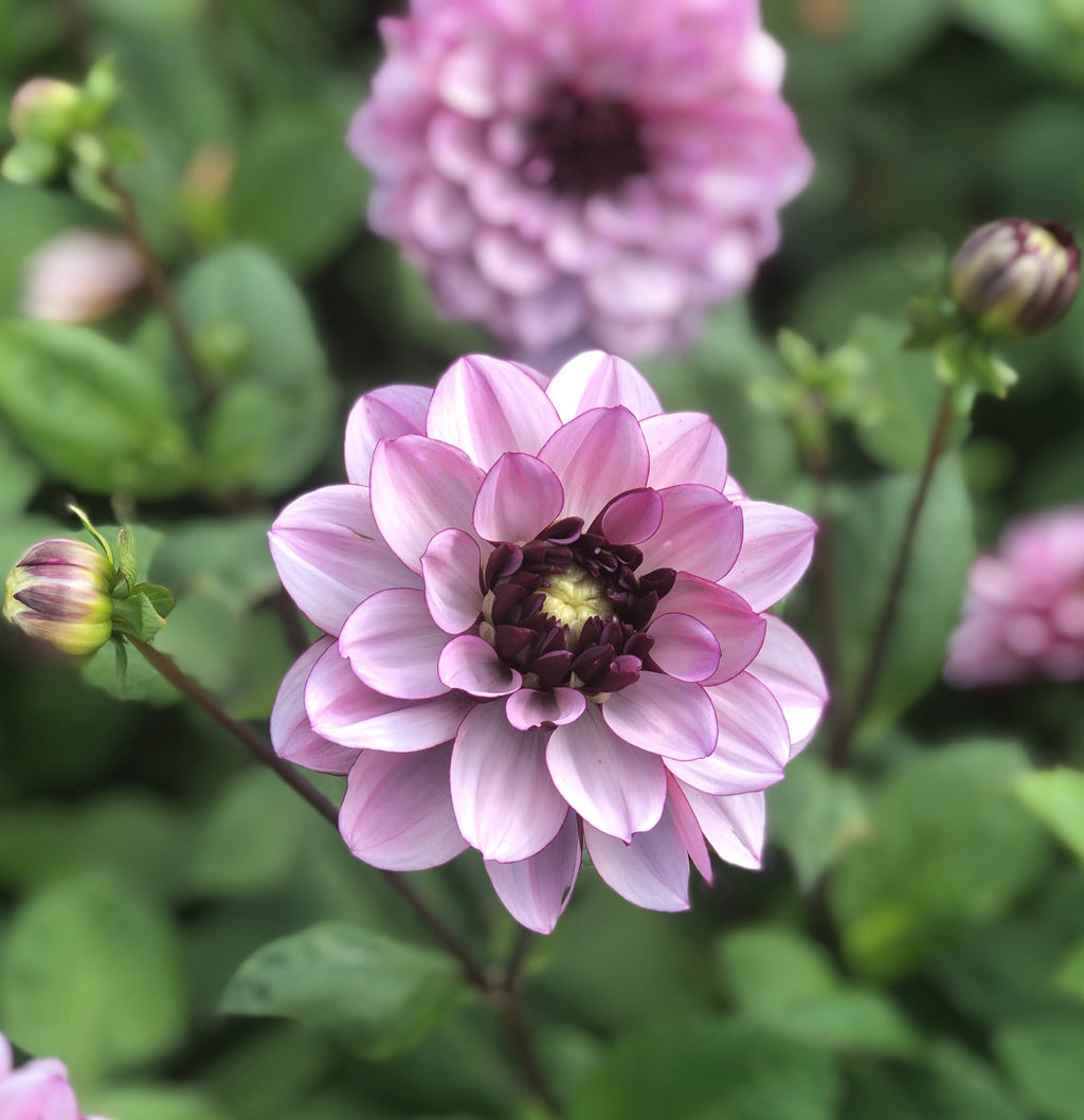 Dahlia 'Crème de Cassis' decorative small flowered - 2, 3 or 5 tubers - Free delivery within the UK