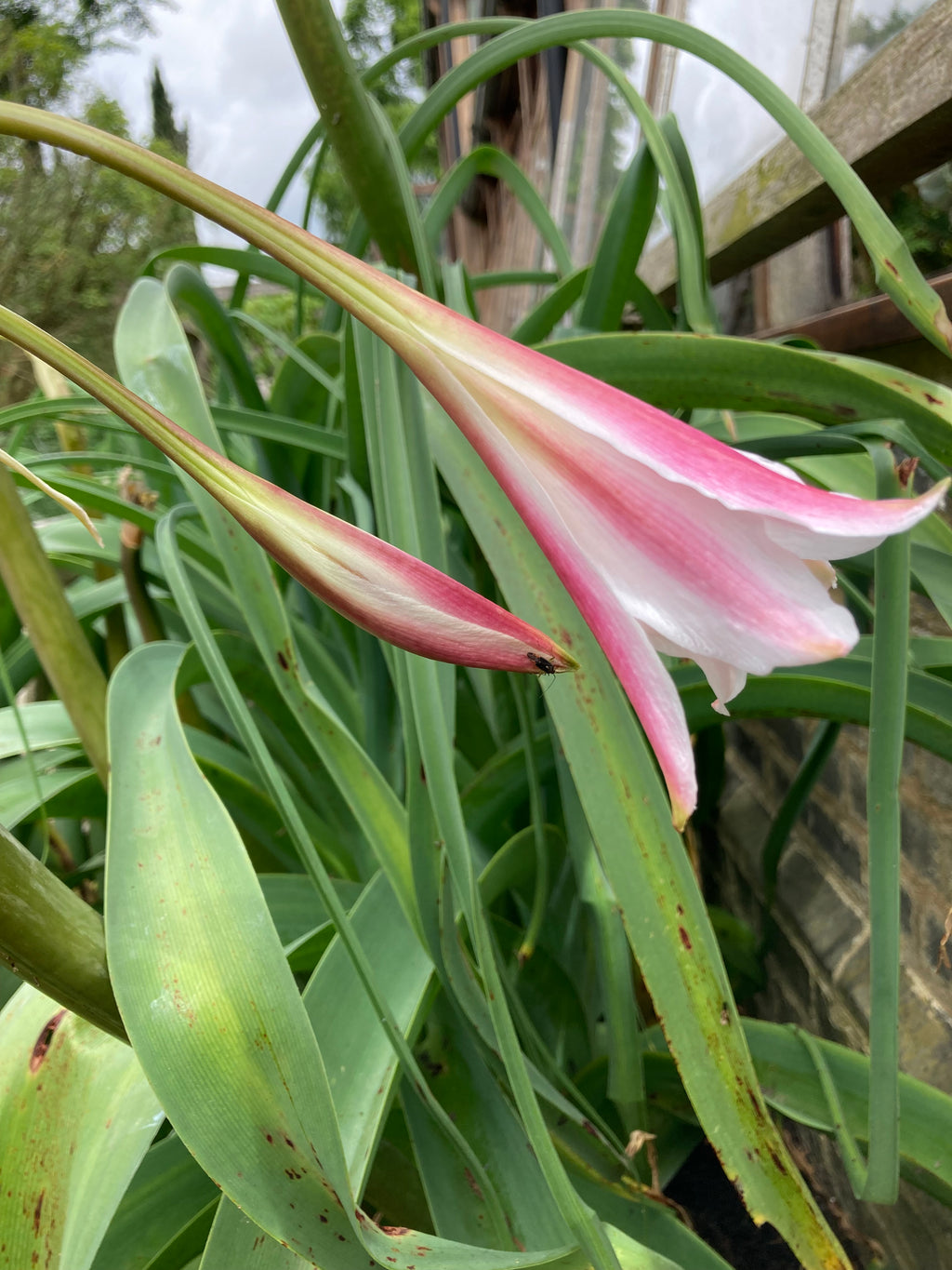 Bolivia Lily or Crinum Lily (Large Tubers) Free UK postage