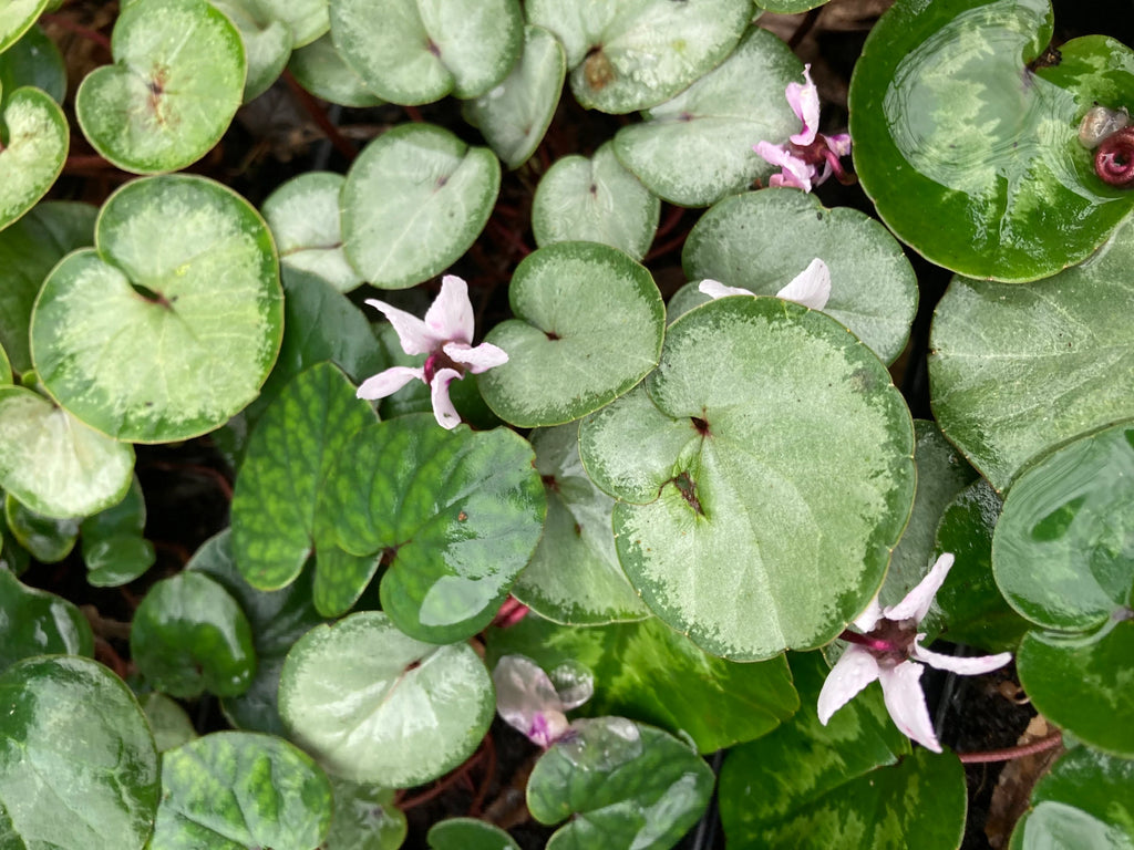 White Cyclamen coum or Hardy Cyclamen Plants in 9 cm Dia Pots (Free UK Postage)