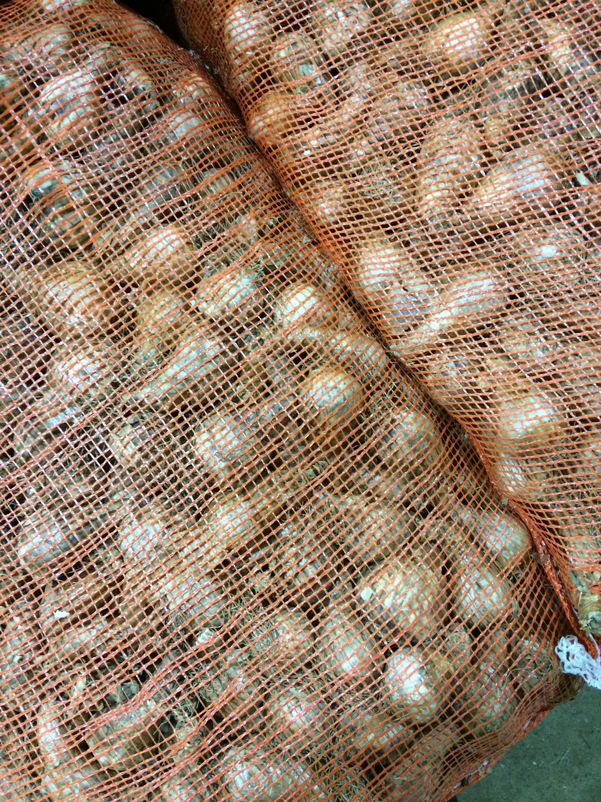 Daffodil 'Pheasant Eye' Bulbs (Narcissus poeticus) Free UK Postage