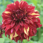 Red and Yellow Dahlia Bohemian Spartacus (Giant Decorative) Tubers To Plant (Free UK Postage)