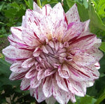 White and Pink Dahlia Bristol Stripe (Large Decorative) Tubers To Plant (Free UK Postage)