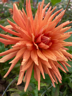 Dahlia 'Autumn Orange' semi-cactus flowered - 2, 3 or 5 tubers - Free delivery within the UK
