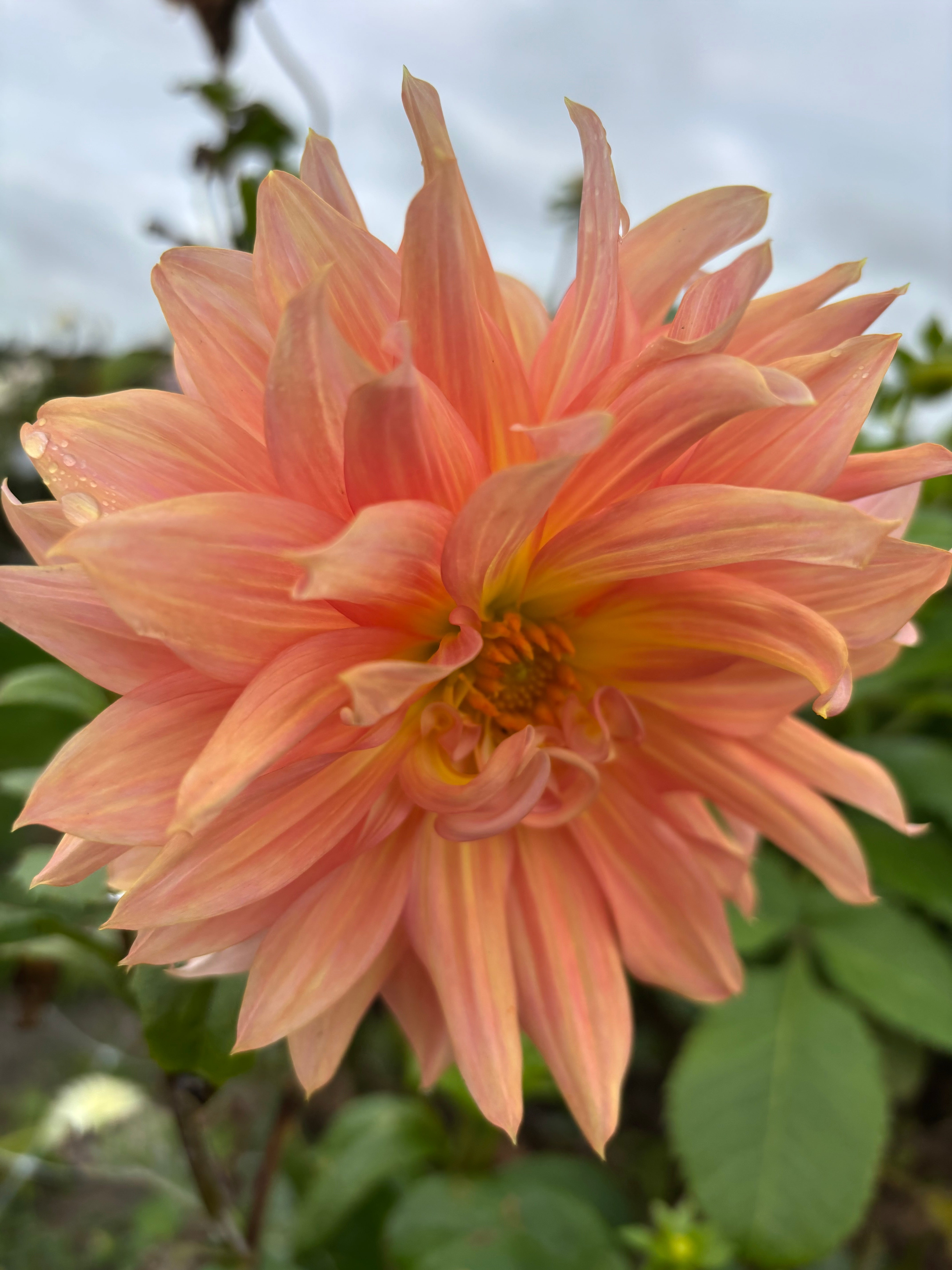 Dahlia Belle of Barmera Giant Decorative Type (Tubers To Plant Yourself) Free UK Postage