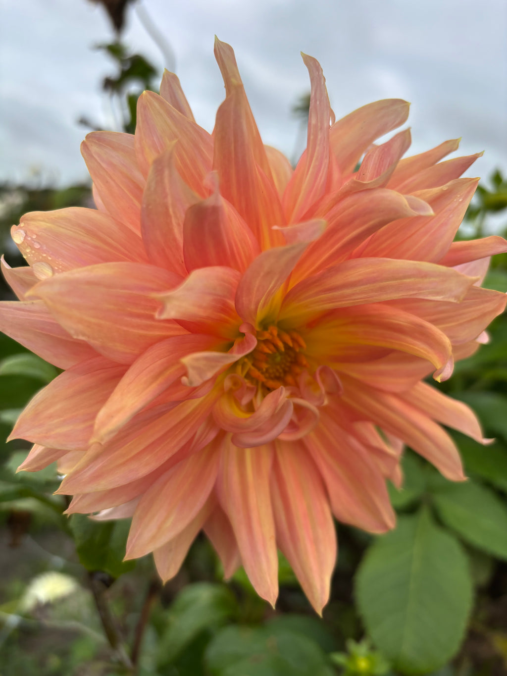 Dahlia Belle of Barmera Giant Decorative Type (Tubers To Plant Yourself) Free UK Postage