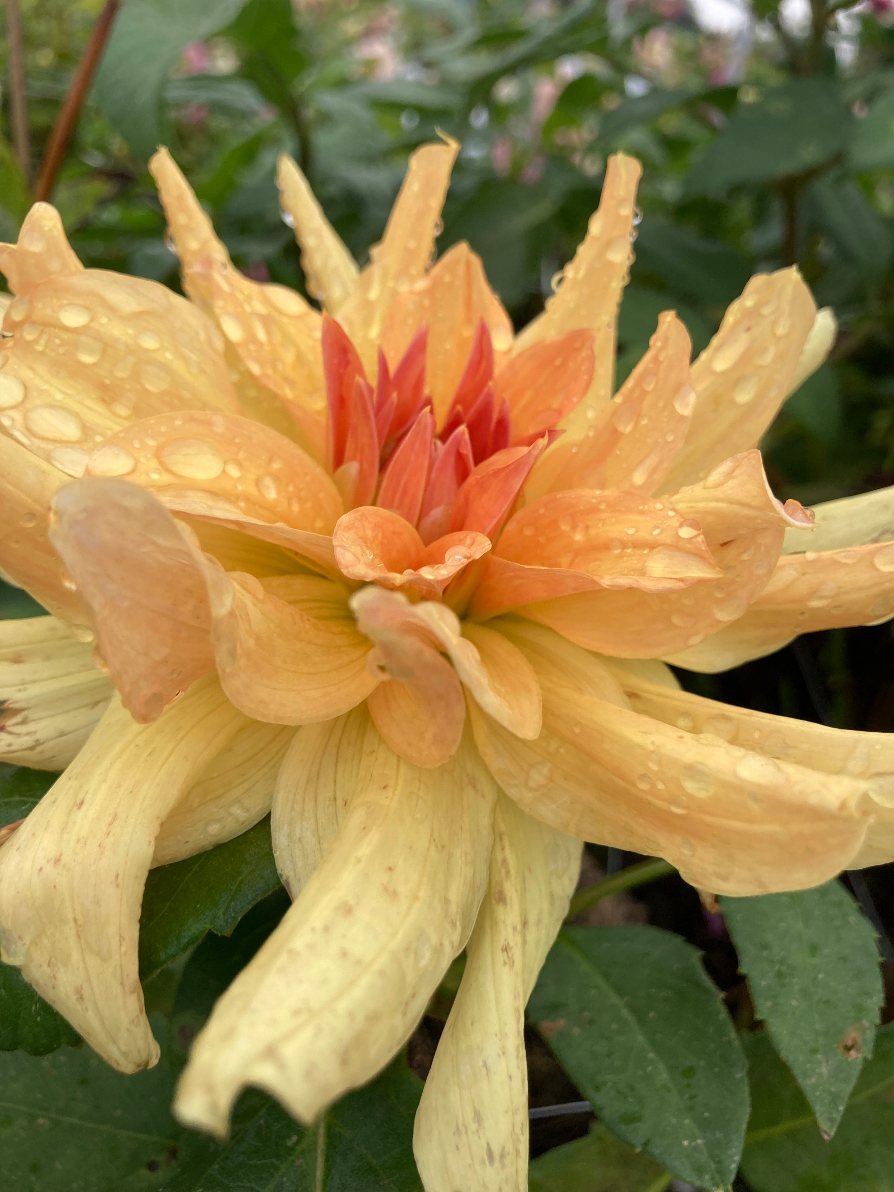 Dahlia 'Big Brother' decorative giant flowered - 2, 3 or 5 tubers - Free delivery within the UK