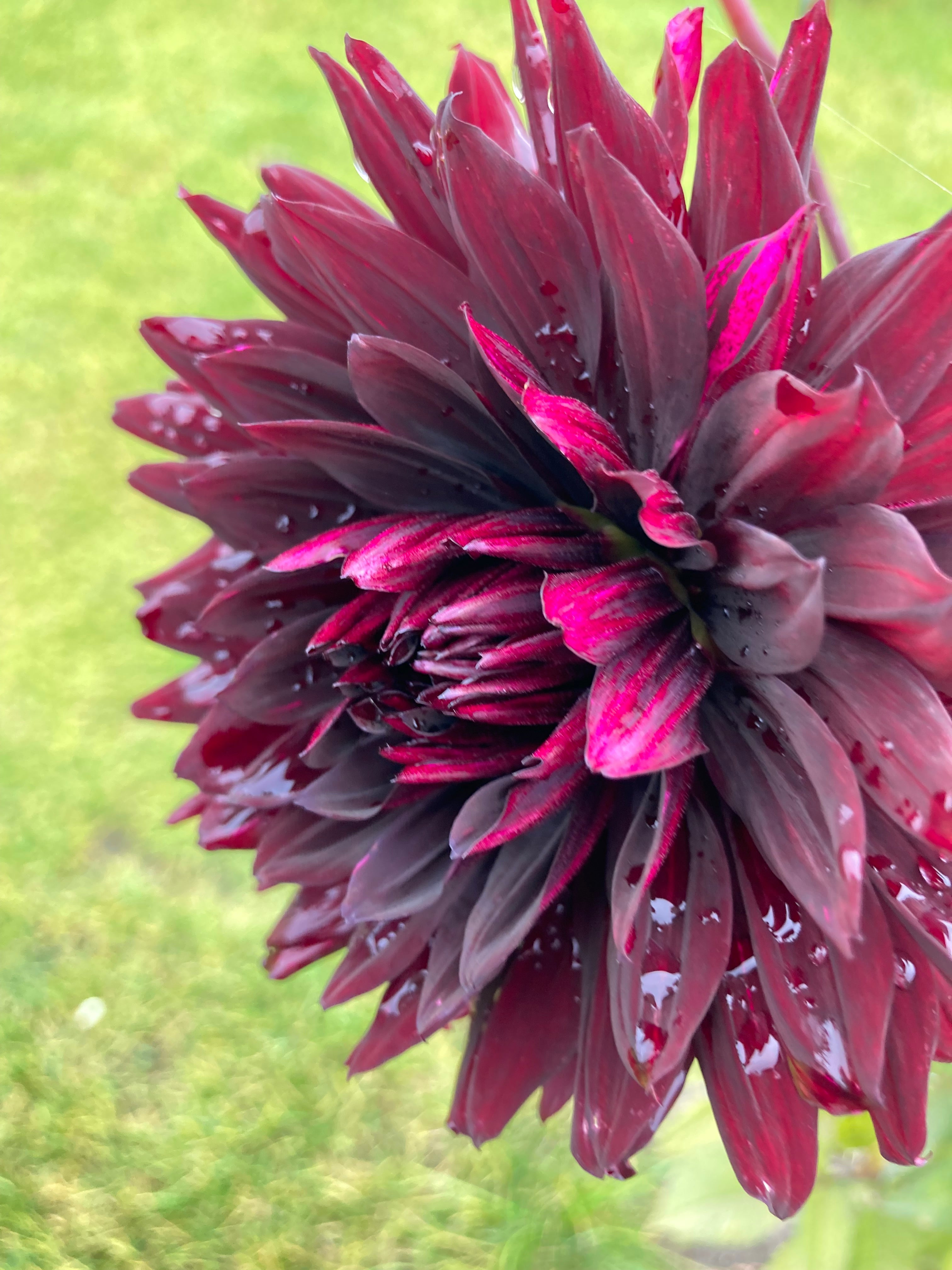 Dahlia 'Black Jack' semi-cactus flowered - 2, 3 or 5 tubers - Free delivery within the UK
