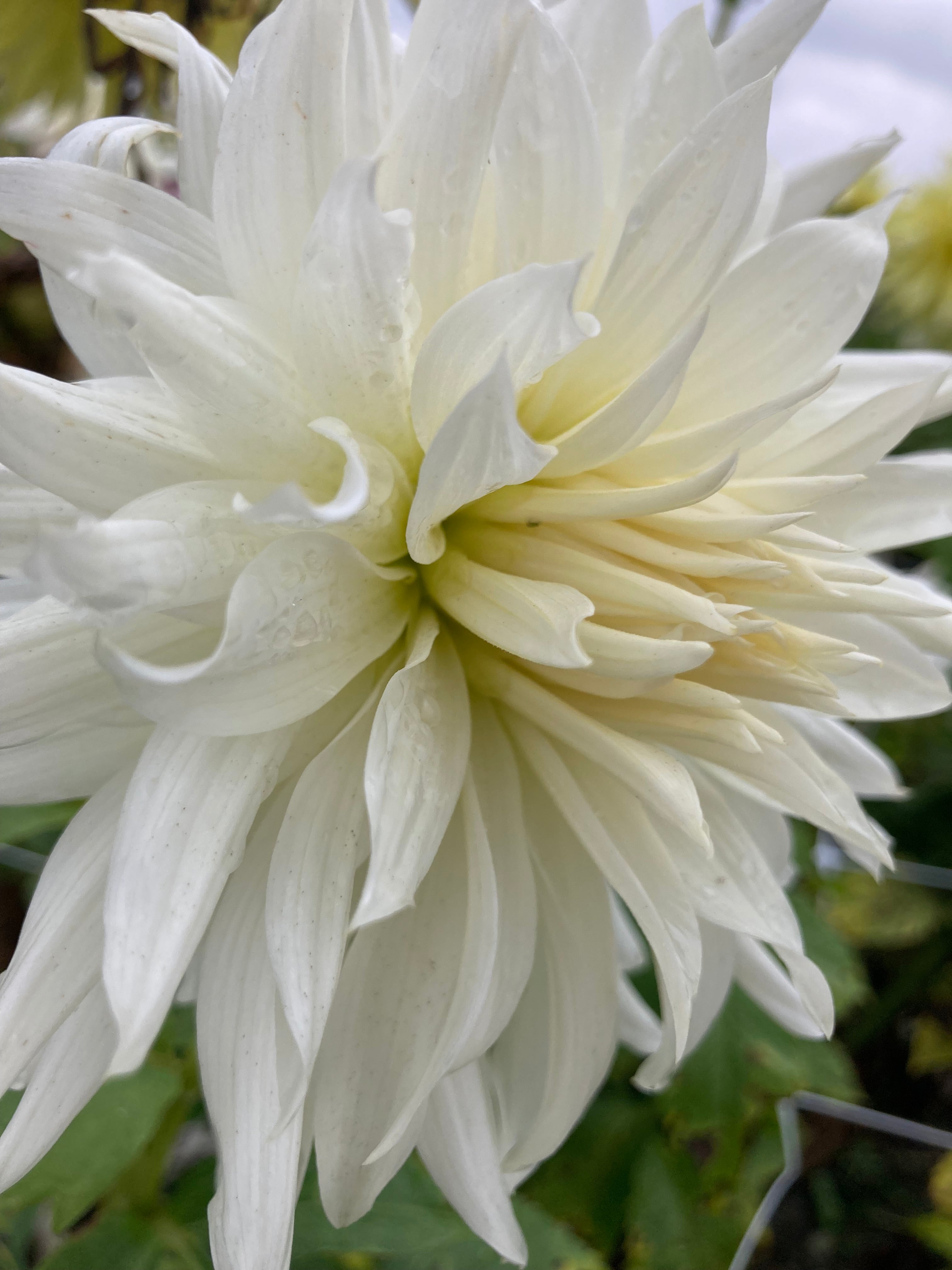 Dahlia 'Blondee' decorative giant flowered - 2, 3 or 5 tubers - Free delivery within the UK