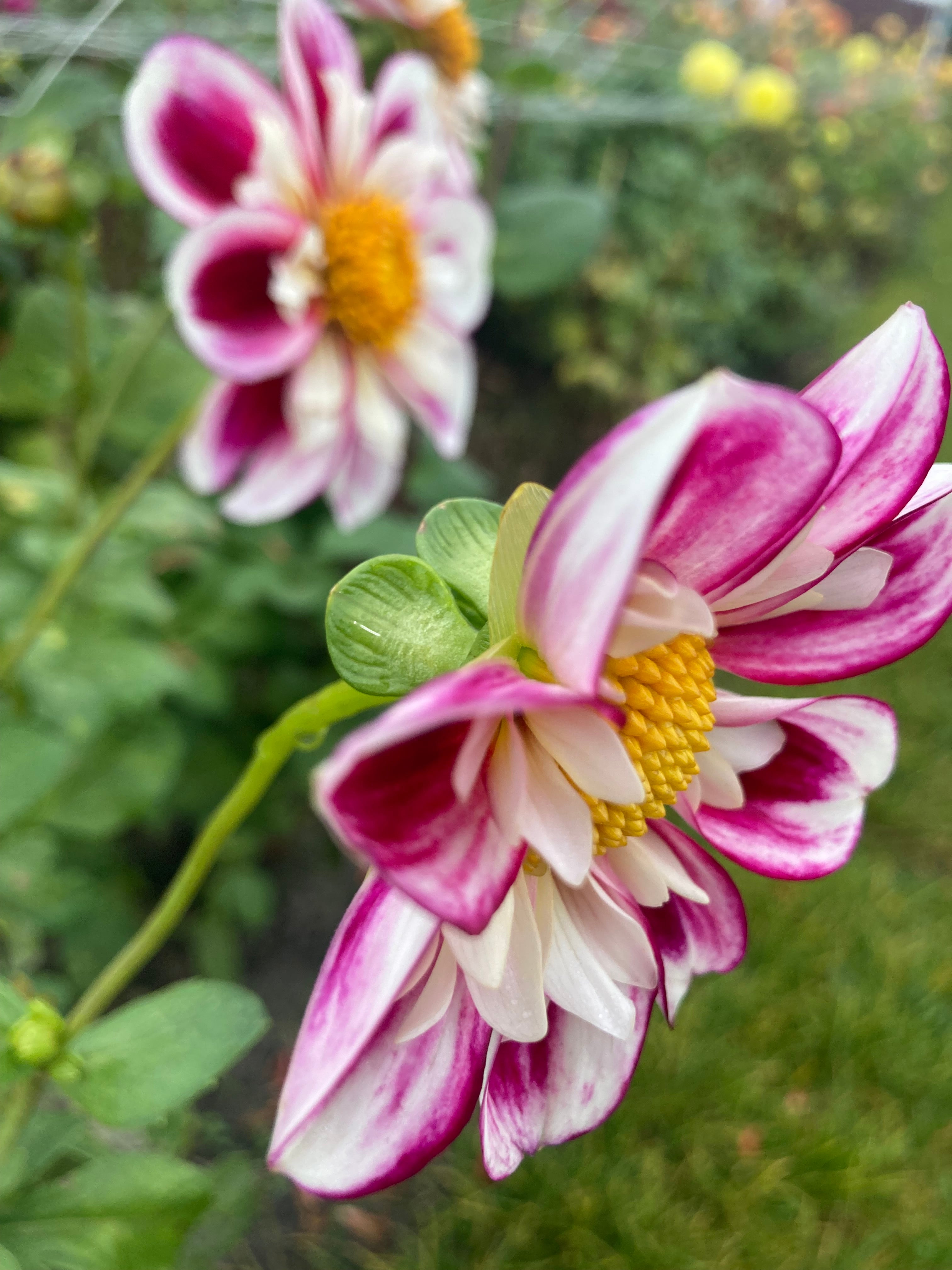 Dahlia 'Bumble Rumble' collerette flowered - 2, 3 or 5 tubers - Free delivery within the UK