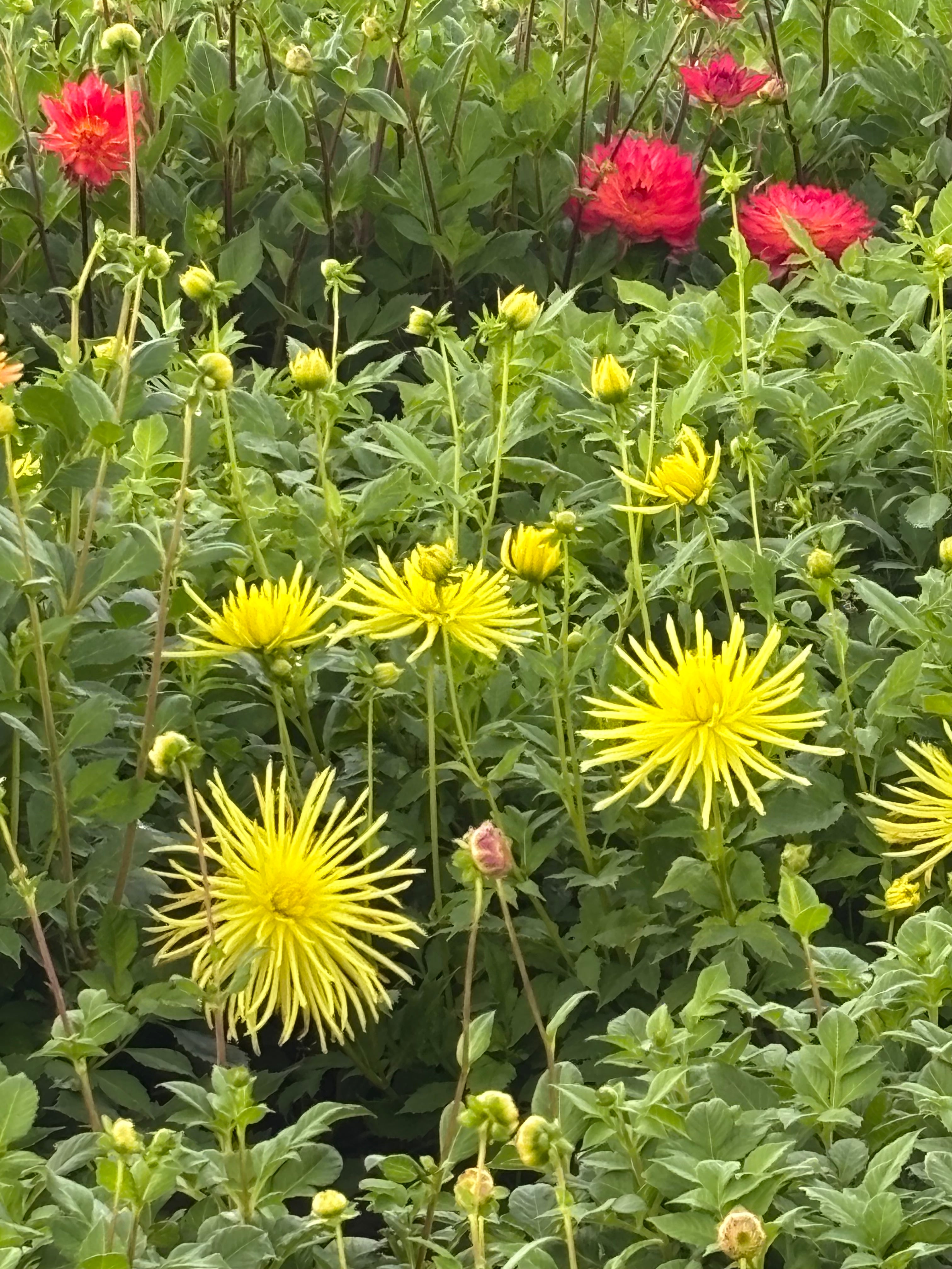 Mixed Cactus Dahlias (Tubers to Plant Yourself) Free UK Postage
