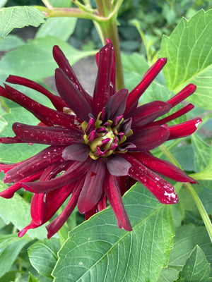 Dahlia 'Chat Noir' semi-cactus flowered - 2, 3 or 5 tubers - Free delivery within the UK
