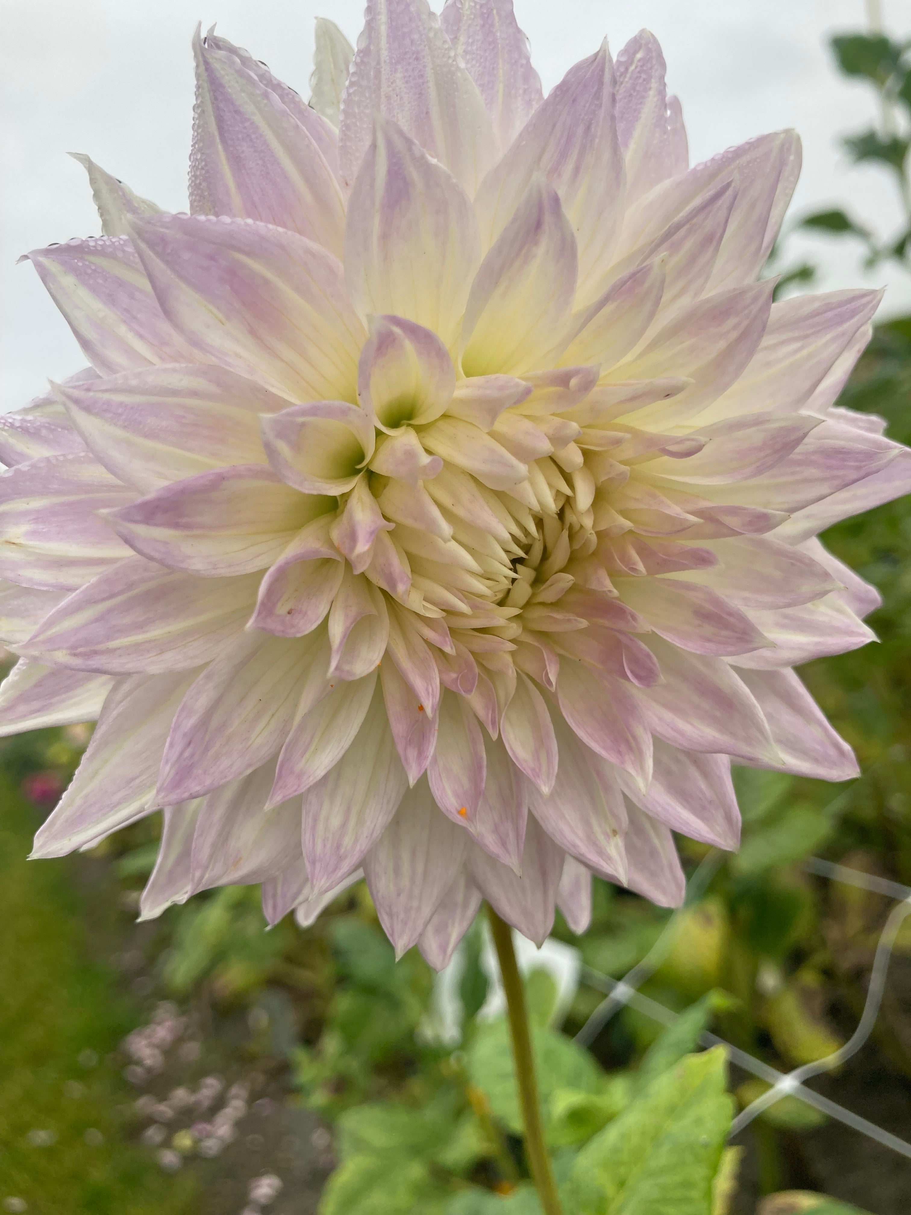 Dahlia 'Clearview Edie' semi-cactus flowered - 2, 3 or 5 tubers - Free delivery within the UK