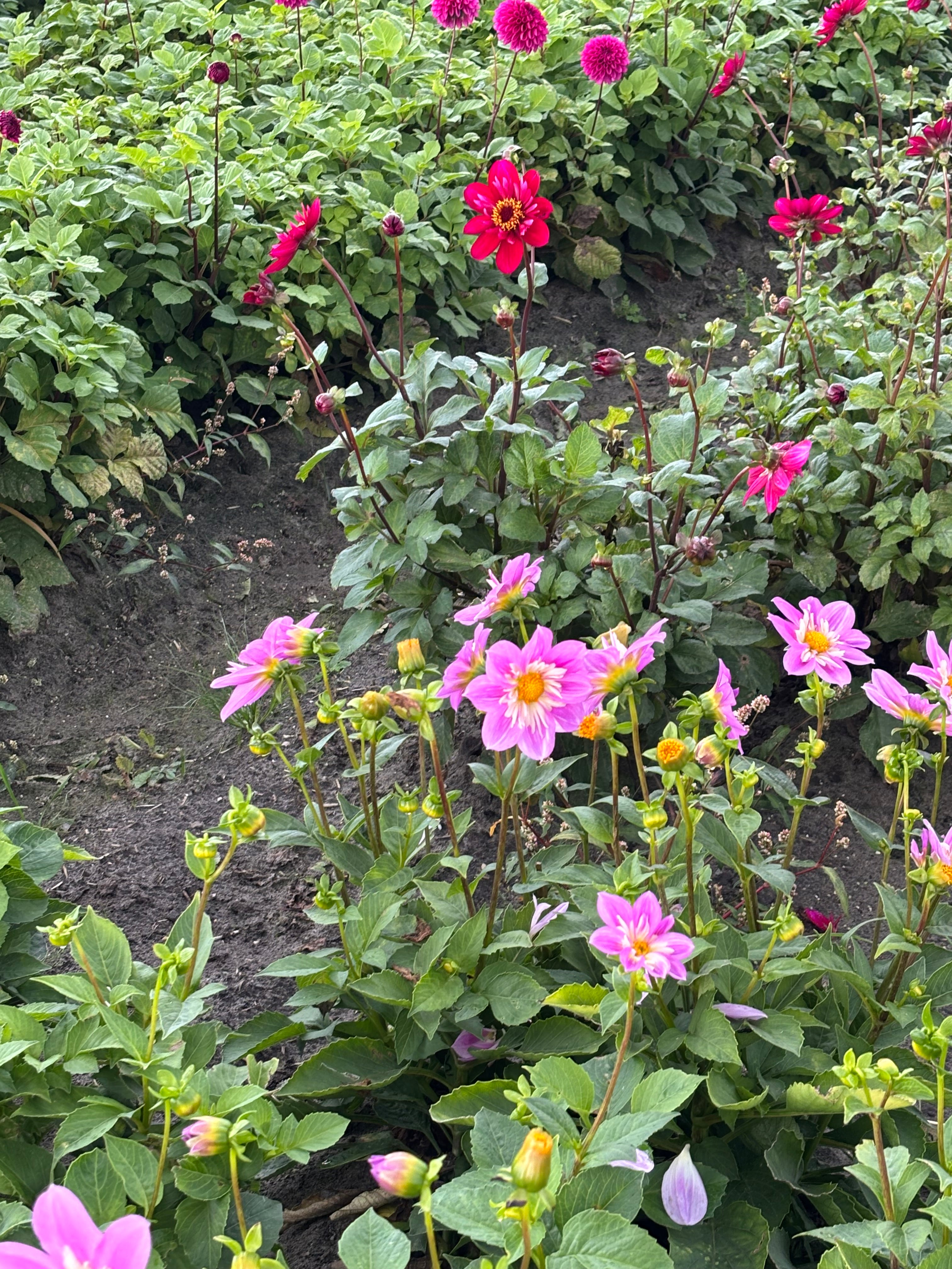 Mixed Collerette Dahlia (Tubers to Plant Yourself) Free UK Postage