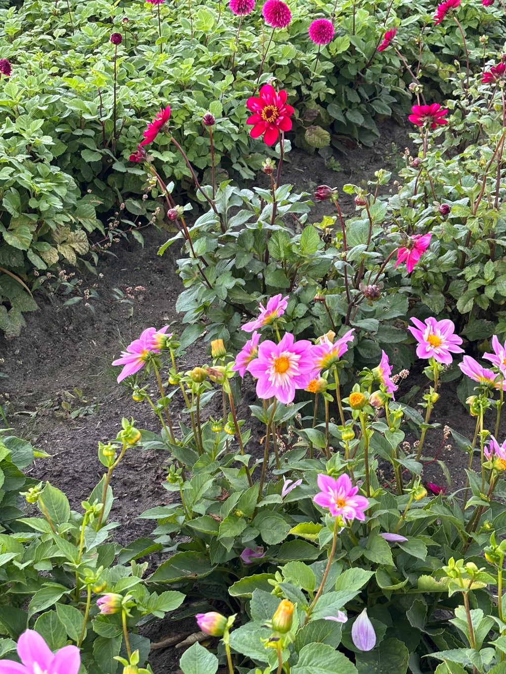 Mixed Collerette Dahlia (Tubers to Plant Yourself) Free UK Postage