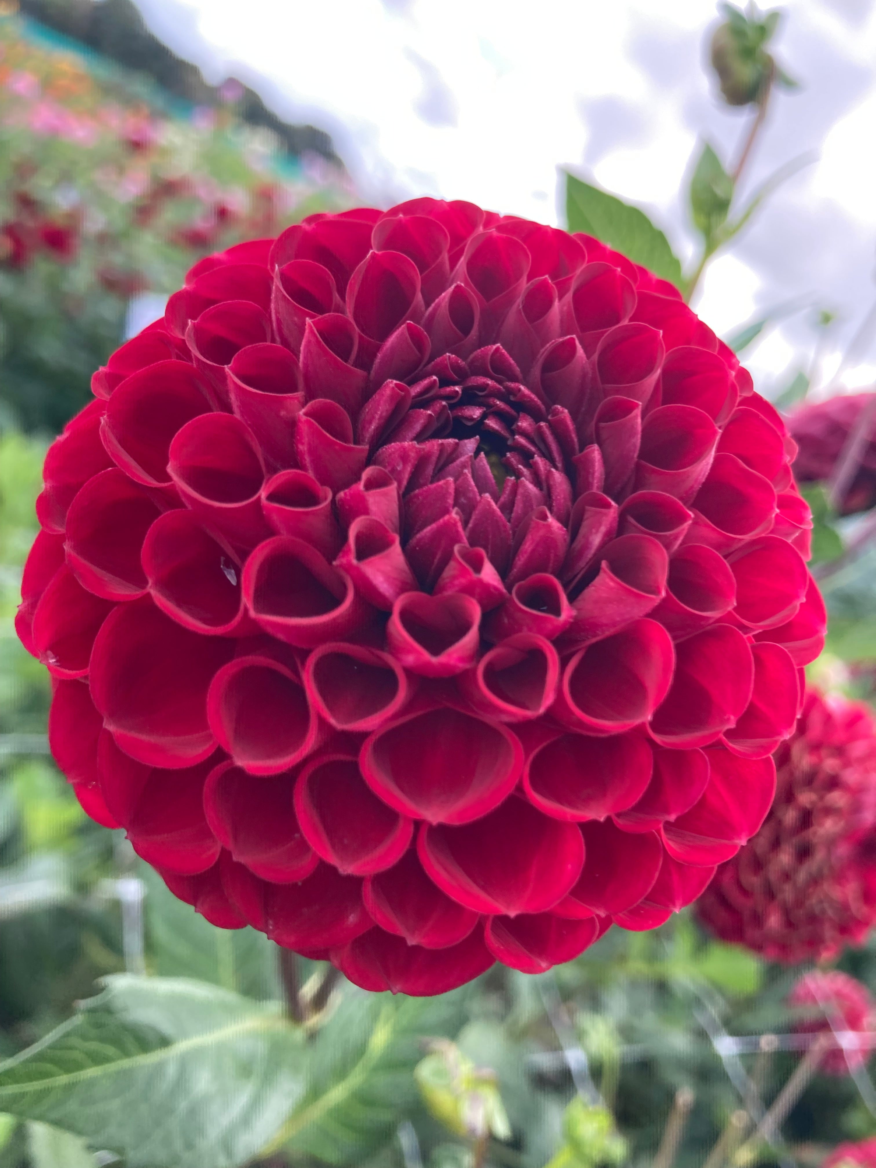 Dark-Red Dahlia 'Cornel' (Ball Shaped) Tuber To Plant Yourself (Free UK Postage)