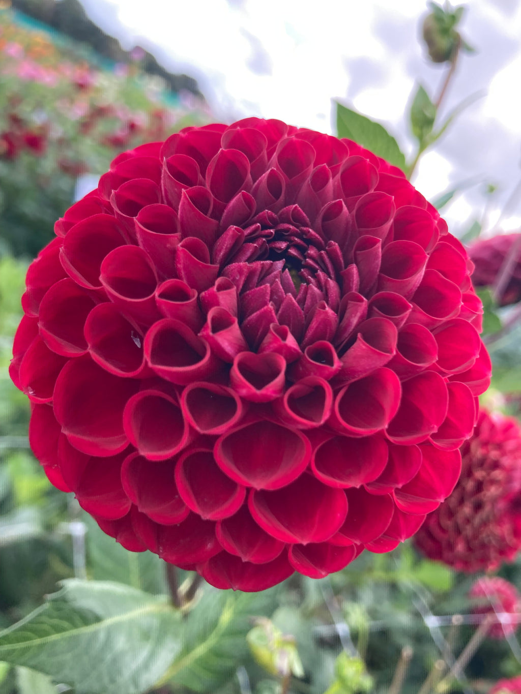 Dark-Red Dahlia 'Cornel' (Ball Shaped) Tuber To Plant Yourself (Free UK Postage)