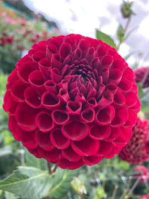 Dark-Red Dahlia 'Cornel' (Ball Shaped) Tuber To Plant Yourself (Free UK Postage)