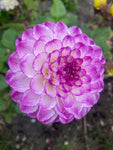 Purple and White Dahlia 'Dreaming Maid' Ball Type Flowers (Tubers To Plant Yourself) Free UK Postage