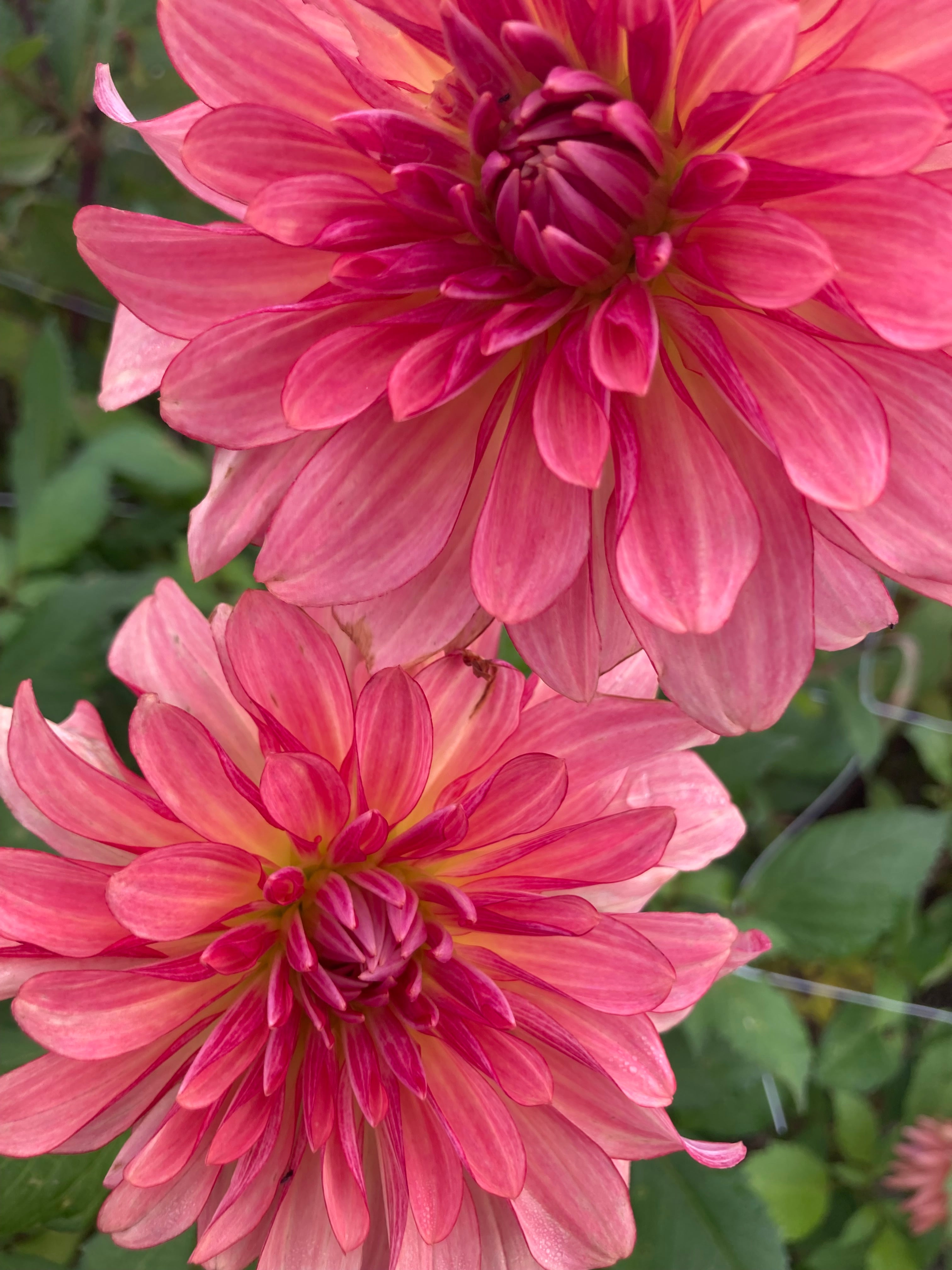 Dahlia 'Dutch Delight' decorative large flowered - 2, 3 or 5 tubers - Free delivery within the UK (Copy)