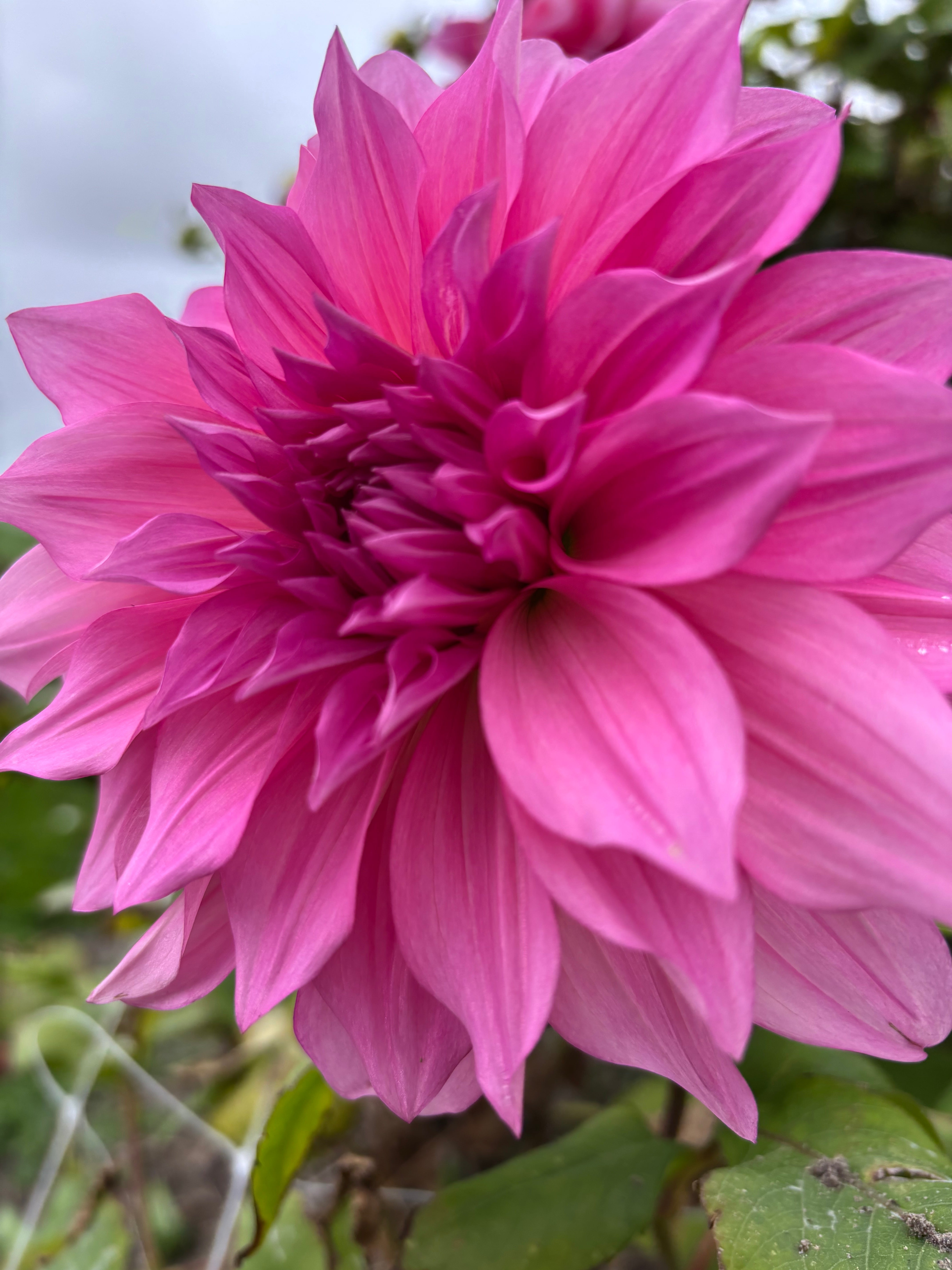 Dahlia 'Emory Paul' decorative dinnerplate flowered - 2, 3 or 5 tubers - Free delivery within the UK