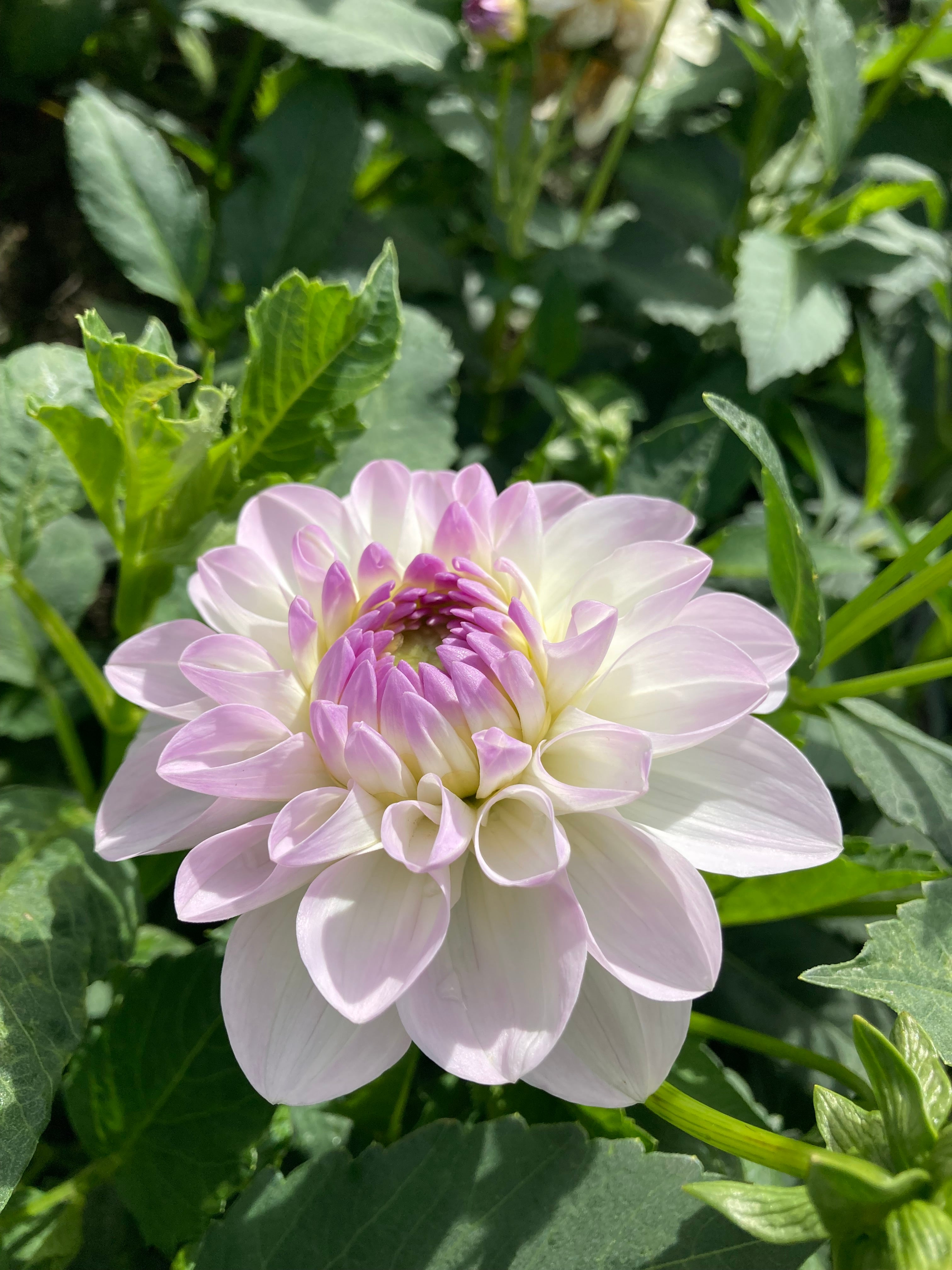 Dahlia 'Eveline' Ball Type (Tubers To Plant Yourself) Free UK Postage