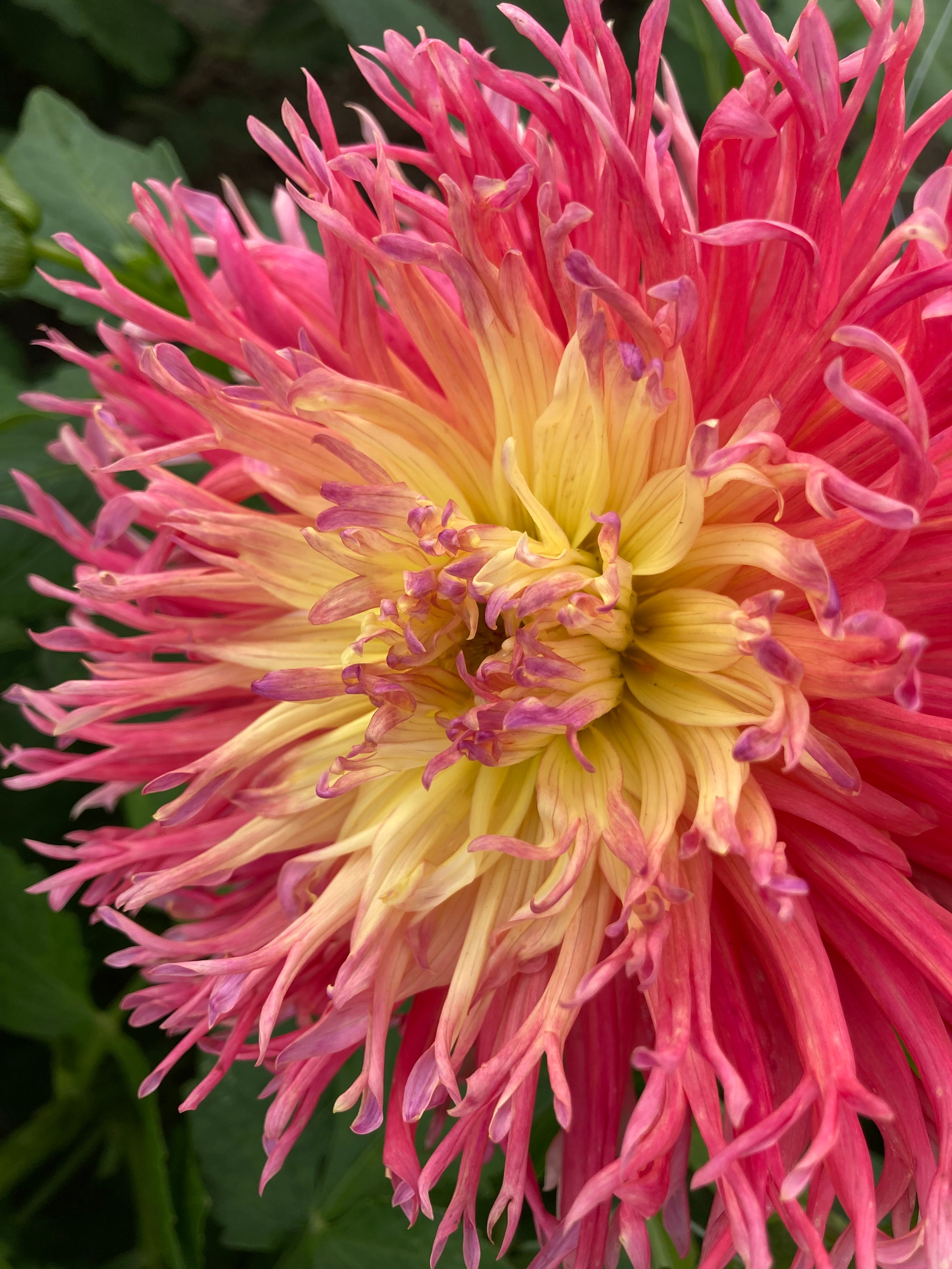 Pink and Yellow Dahlia Fringed Star (Semi Cactus) Tuber To Plant (Free UK Postage)