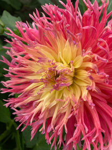 Pink and Yellow Dahlia Fringed Star (Semi Cactus) Tuber To Plant (Free UK Postage)