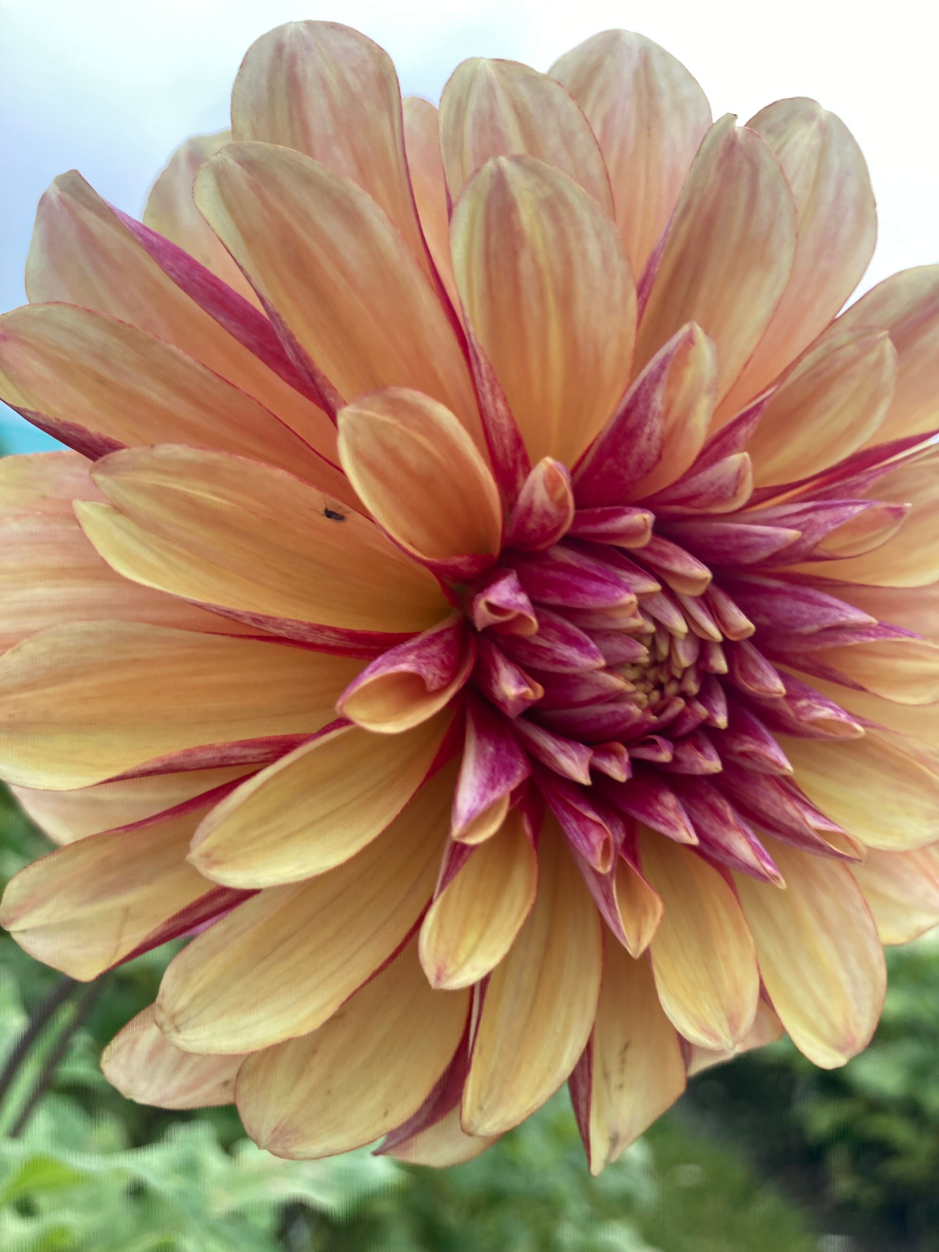 Dahlia 'Gitt's Crazy' decorative flowered - 2, 3 or 5 tubers - Free delivery within the UK