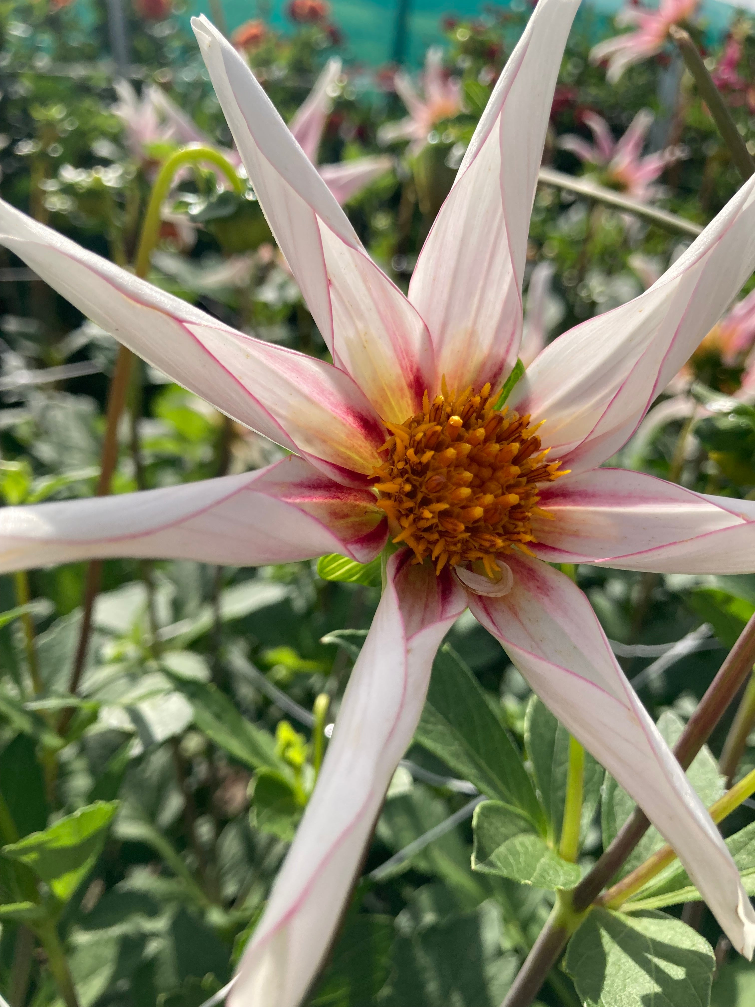Dahlia 'Honka Fragile' (Orchid Type) - 2, 3 or 5 tubers - Free delivery within the UK