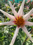Dahlia 'Honka Fragile' (Orchid Type) - 2, 3 or 5 tubers - Free delivery within the UK