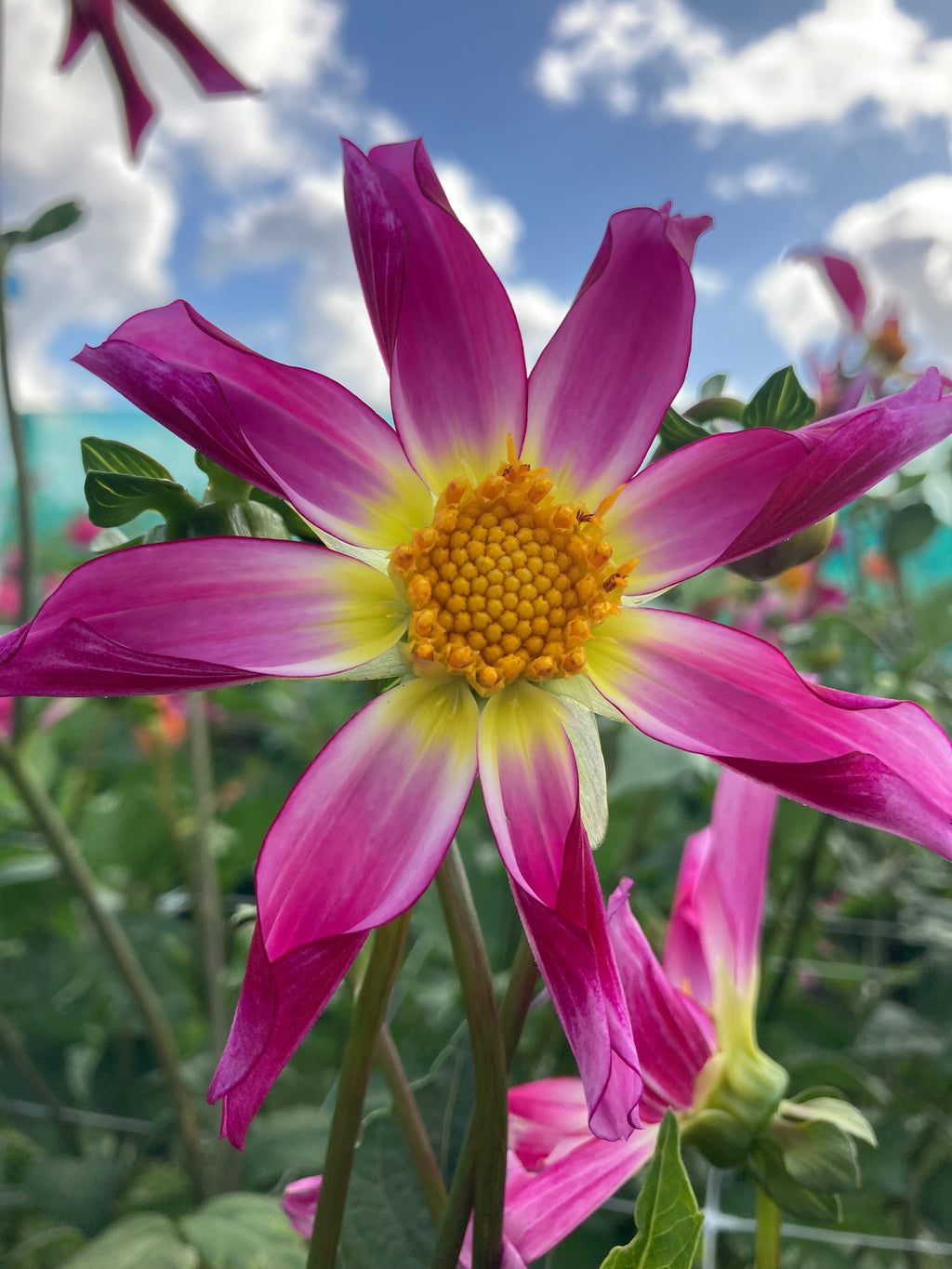 Dahlia 'Honka Pink' (Orchid Type) - 2, 3 or 5 tubers - Free delivery within the UK