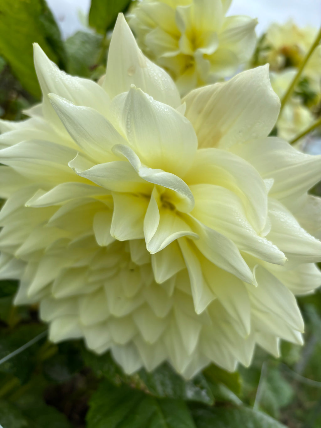 Dahlia 'Ice Breaker' decorative dinnerplate flowered - 2, 3 or 5 tubers - Free delivery within the UK