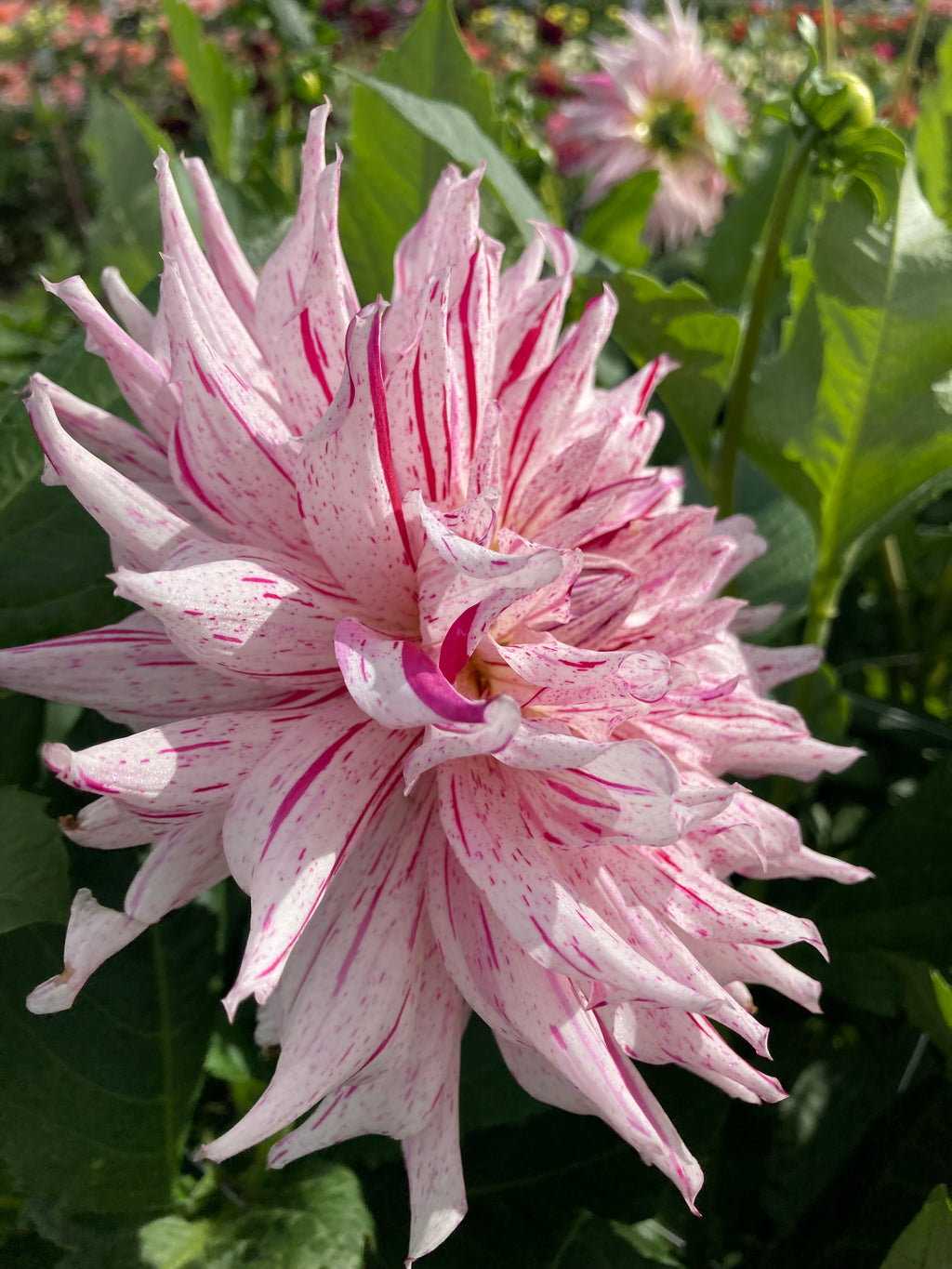 Dahlia 'Mick's Peppermint' semi-cactus flowered - 2, 3 or 5 tubers - Free delivery within the UK