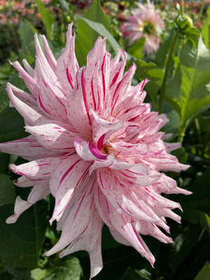 Dahlia 'Mick's Peppermint' semi-cactus flowered - 2, 3 or 5 tubers - Free delivery within the UK