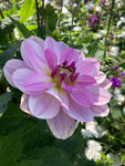 Dahlia 'Mikayla Miranda' decorative large flowered - 2, 3 or 5 tubers - Free delivery within the UK