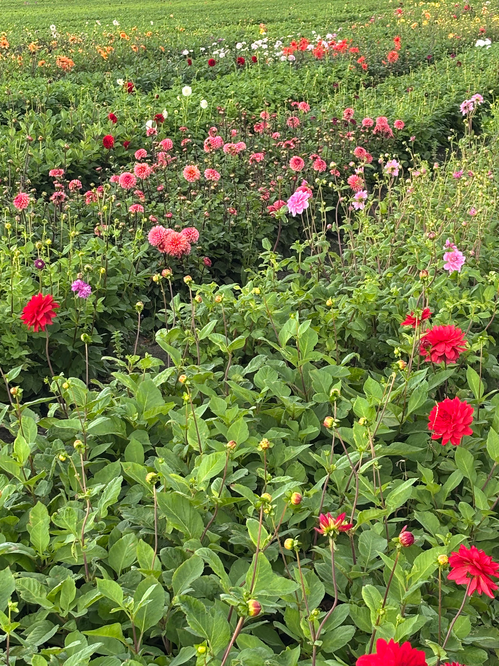 Mixed Dahlias (Tubers to Plant Yourself) Free UK Postage