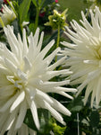 White Dahlia 'Mount Tacoma' Semi Cactus Type (Tubers To Plant Yourself) Free UK Postage