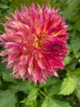 Pink and Orange Dahlia Myrtle's Folly Semi-Cactus Type (Tubers To Plant Yourself) Free UK Postage