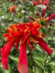 Dahlia 'Octopus Sparkle' Anemone-Flowered (Tubers To Plant Yourself) Free UK Postage