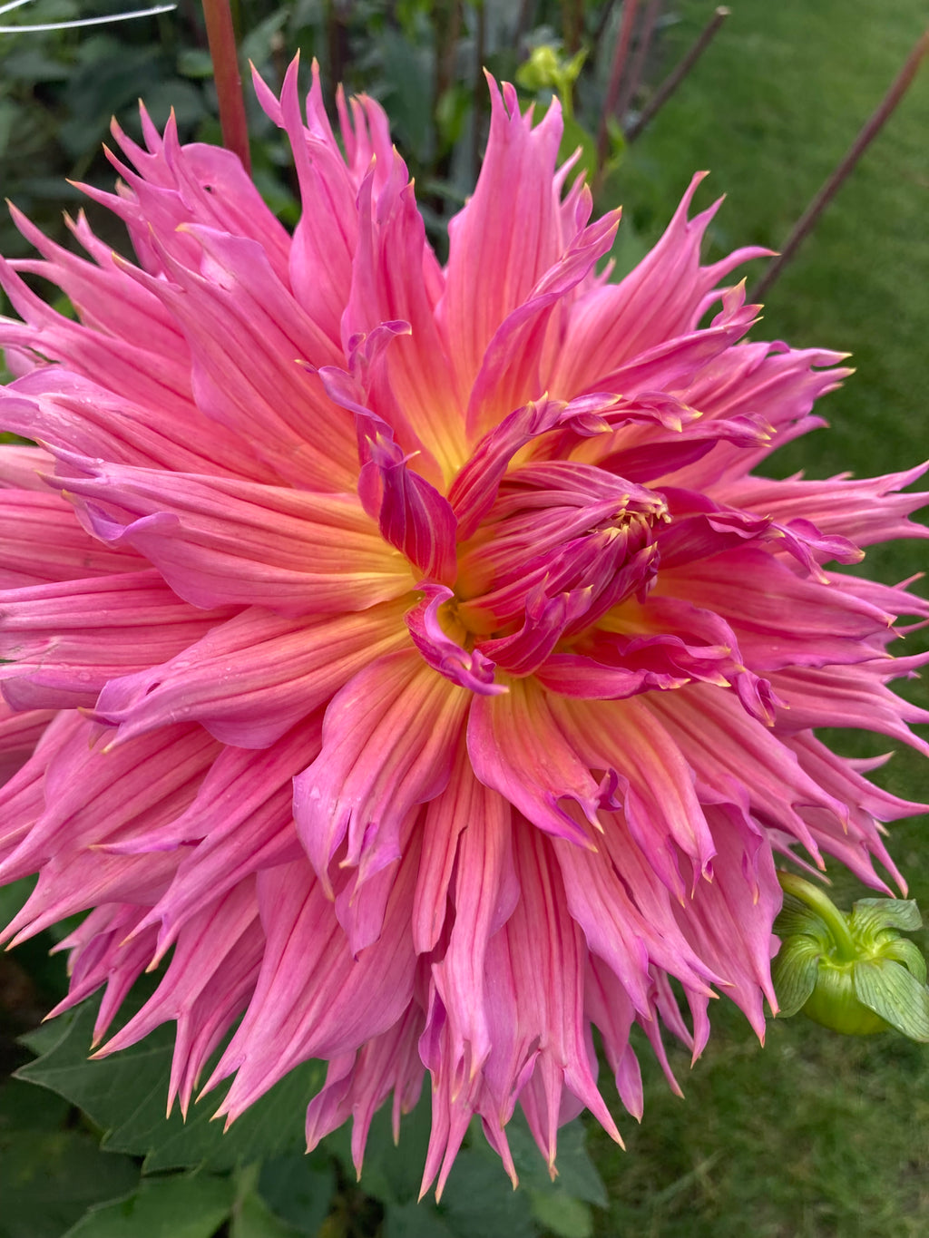 Dahlia 'Omega' semi-cactus flowered - 2, 3 or 5 tubers - Free delivery within the UK