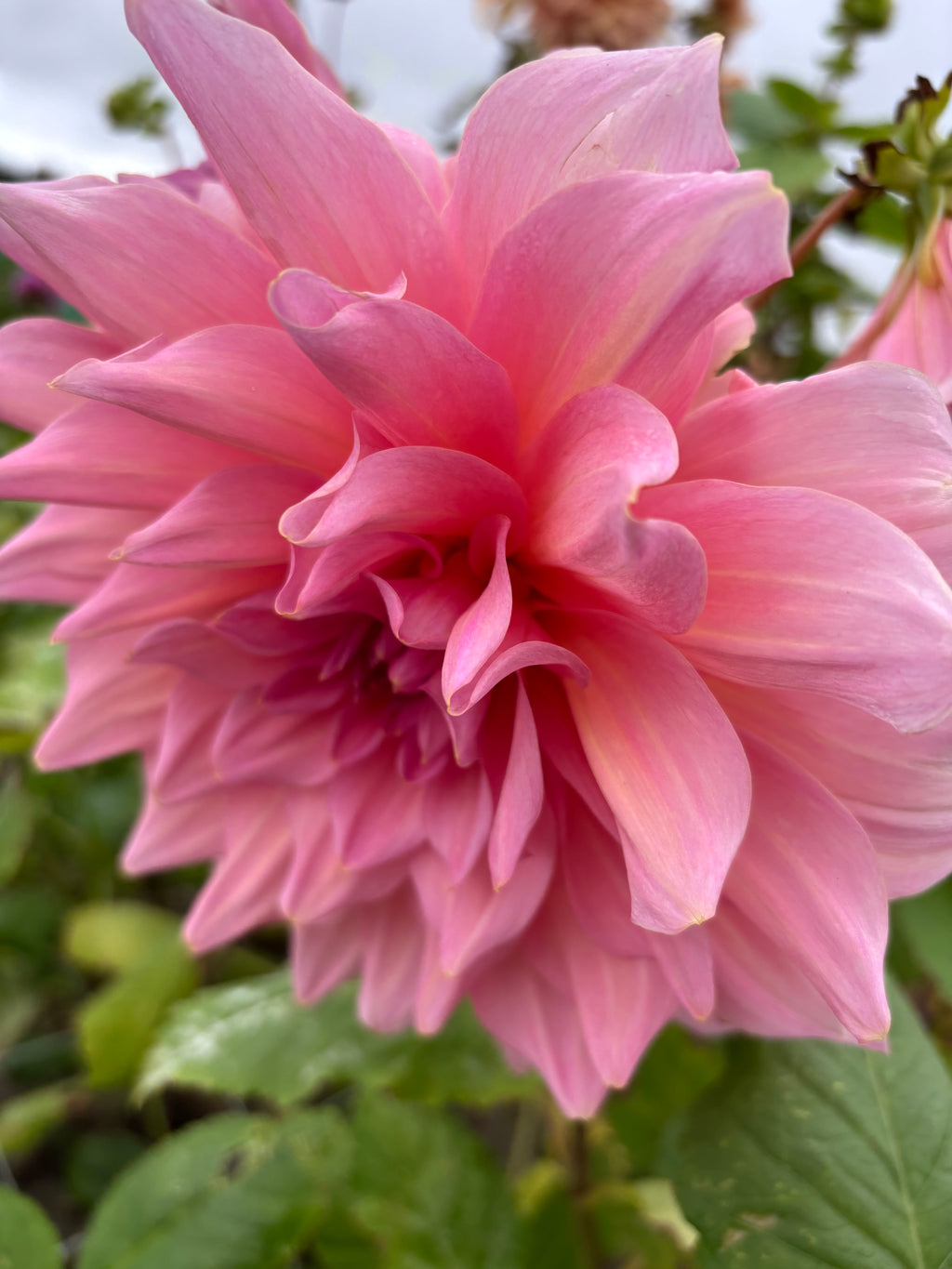 Mixed Dahlias Dinner-Plate Type (Tubers to Plant Yourself) Free UK Postage