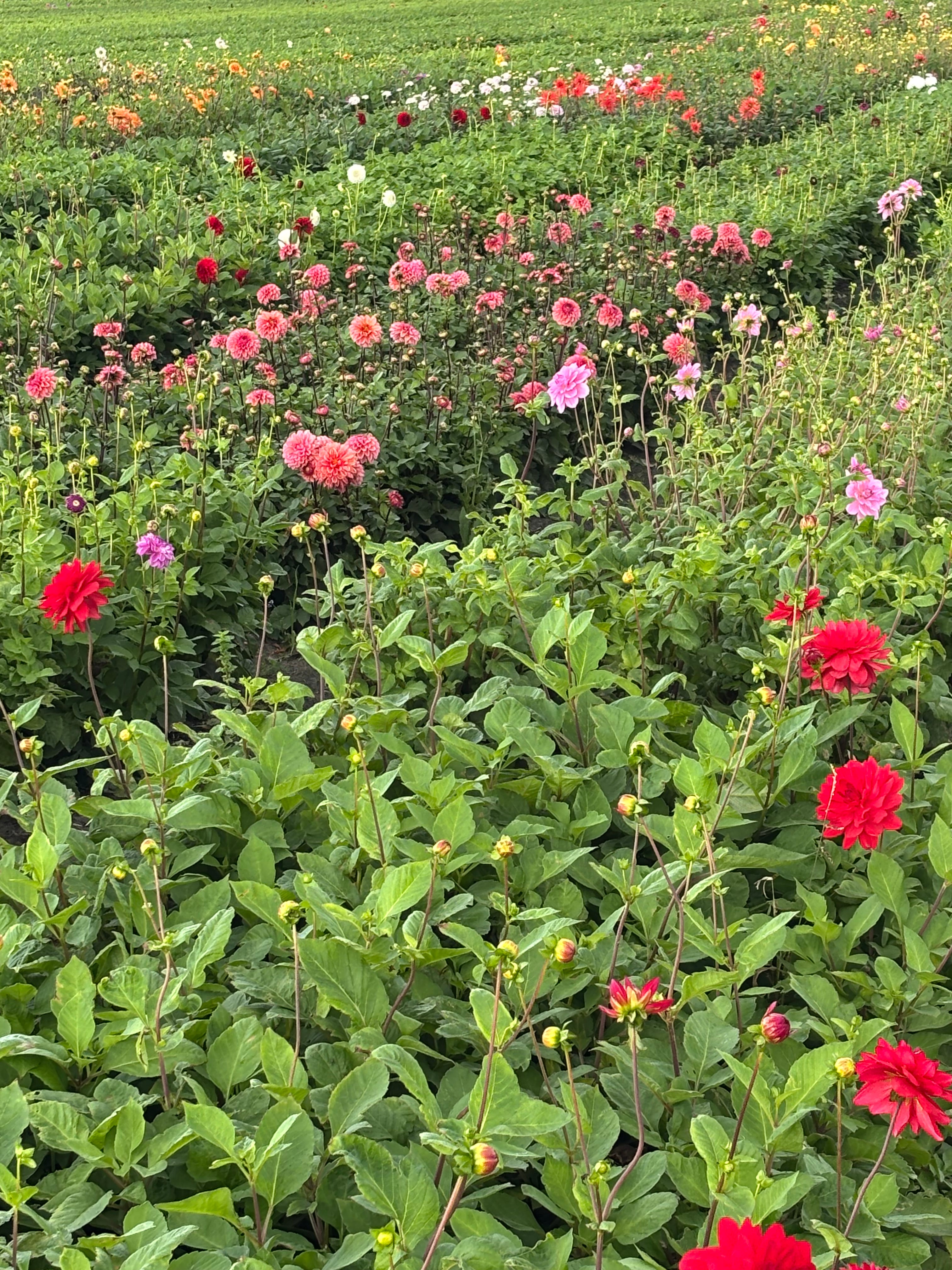 Mixed Pompon and Ball-Shaped Dahlia (Tubers to Plant Yourself) Free UK Postage