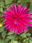 Dahlia Purple Gem (Semi Cactus) Tuber To Plant (Free UK Postage)